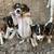 Rat Terrier Puppies🐶 10 thumbnail