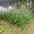 Weed eater service high grass/weeds cut it down 18 thumbnail