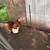 Turkeys 3 thumbnail