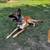 Belgian Malinois 2 thumbnail