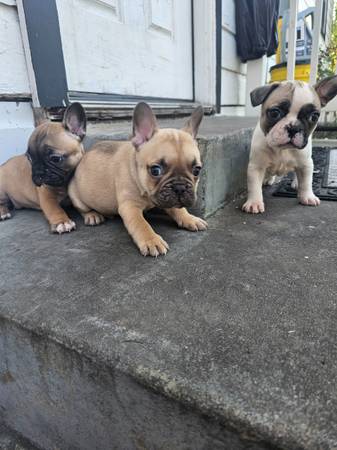 Frenchies looking for a home 1