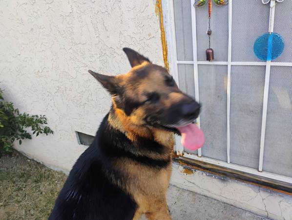ENCONTRADO PASTOR ALEMÁN (Lawrence Park)63848981153539121