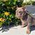 English bulldog lilac female 3 thumbnail