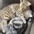 Siberian Savannah Kittens 1 thumbnail