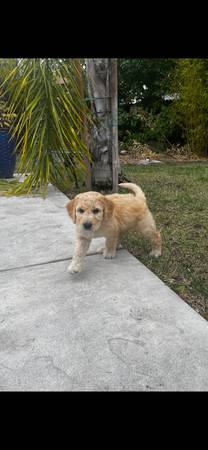 Goldendoodle rehoming (rohnert pk / cotati)63861571571075121