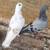 Pigeons 24 thumbnail
