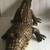 Huge 30” Alligator Full-Body Puppet 1 thumbnail