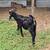 Boer Buckling 1 thumbnail