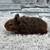Guinea Pig Boys 5 thumbnail