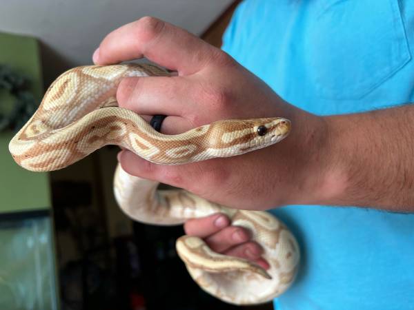Male banana ball python (Frankfort)63685985232641123