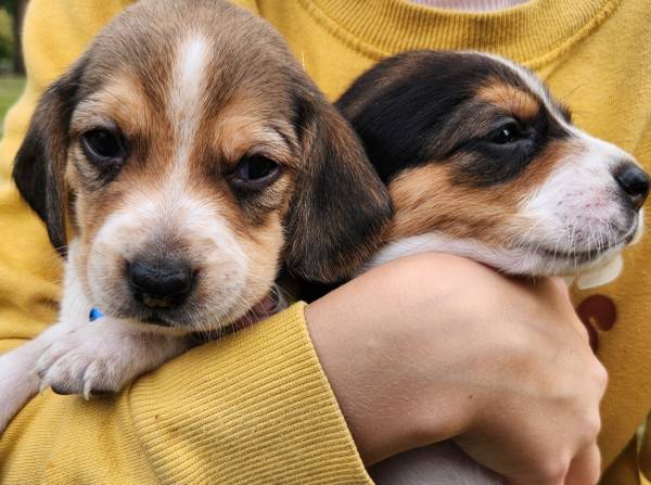 Beagle puppies63853465029507120