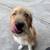 1 year old Mix Dog 2 thumbnail