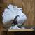 Pigeons indain fantails 2 thumbnail