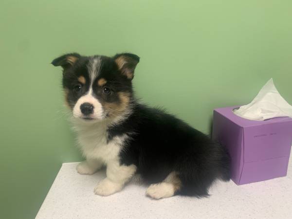 Mobile Vet Clinic Thursday, Oct 9,  5-7 PM. (Ypsilanti)64016938931714120