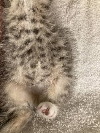 Adorable Blue Tabby Kitten - 8 weeks old - See Pics (Dobbs Ferry)63887463155201123