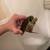 Juvenile Snapping turtle 2 thumbnail