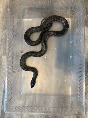 Adult female desert kingsnake63850356670465121