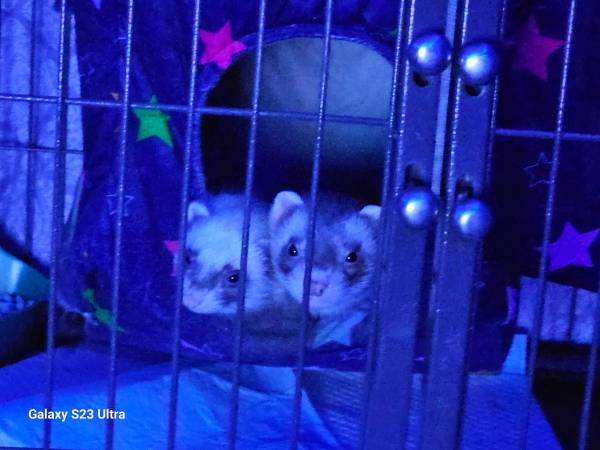 Ferret cage , ferrets, accessories 1