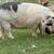 KuneKune Sows - Ready to breed this fall 4 thumbnail
