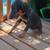 Dobey 3 thumbnail