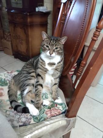 Missing Lost Cat - Boomer - REWARD (Sheepshead Bay)63611947669379120