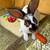 Mini Rex’s 3 thumbnail