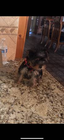 Akc yorkie puppies (Modesto)63654744407683120