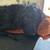 Labradoodles 10 thumbnail