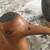 decorative duck wood carvings 4 thumbnail