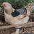 Brahma chicks-mottled, porcelain, blue salmon, lemon pyle, Isabel 11 thumbnail