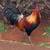 Mix Barn Roosters /5qty Chickens 1 thumbnail