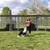 Dog training 5 thumbnail