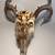 XL Deer Buck Skull With Antlers 10 Pointer Exc. Condition 8 thumbnail