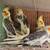 Young COCKATIEL 5 thumbnail