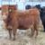 Bred Heifers 4 thumbnail