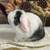 Holland lop baby bunnies 2 thumbnail