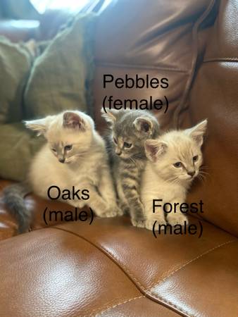 Siamese marked kittens (Grantsville MD)63901111843074120