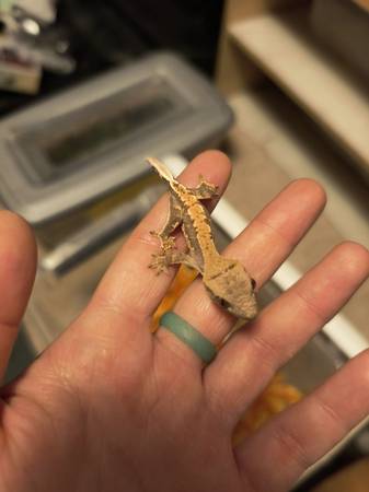 Low expression Lilly white 1