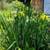 LOUISIANA Iris - Perennial - 4 Plants/ Rhizomes 3 thumbnail
