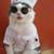 New adorable Dog and Cat Clothes never used. Toys too. 2 thumbnail