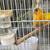 Canaries for sale 1 thumbnail