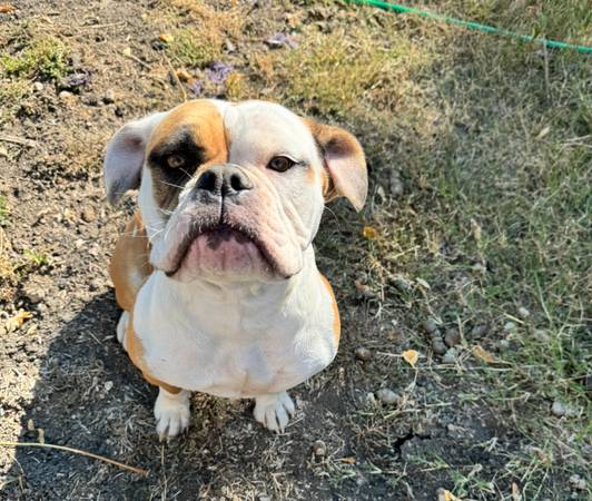 2yo female Old English bull dog63839344357505120