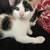 beautiful Kittens Needs Rehoming 6 thumbnail