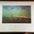 Jim Brandeberg Turtle and Water Lilies Framed Print 1 thumbnail