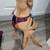 Hound / lab. mix puppy 5 thumbnail