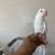 Indian ringneck 3 thumbnail