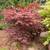 Big Tree Nursery 13 thumbnail