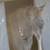 Nigerian Dwarf Buck-Polled 1 thumbnail
