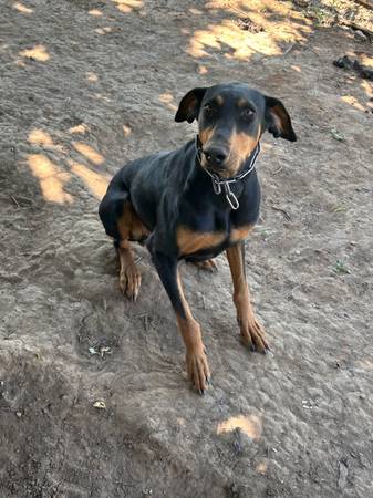 Rehoming Doberman - 50 $ (Elk Grove)63470117084803121