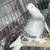 Pigeons 18 thumbnail